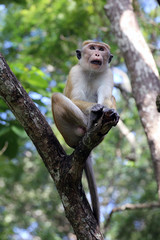 Singe Macaque du Sri Lanka