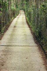 Fototapeta premium tree lined road
