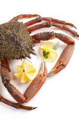 Spider Crab