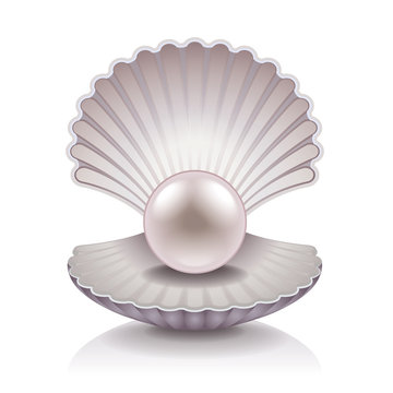Shell with pearl vector illustration