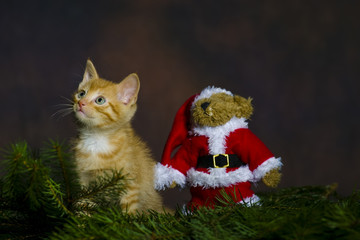 Obraz premium Katze (Babykatze) mit Weihnachtsmann