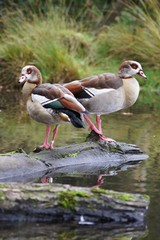 Egyptian Goose