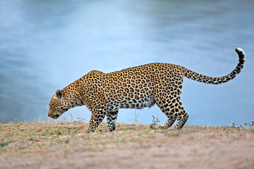 Alert leopard