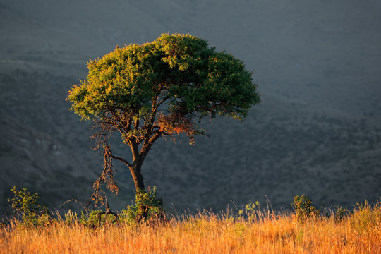 African landscape with tree