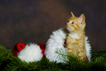 Katze (Babykatze) in Weihnachtsmannmütze
