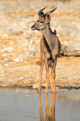Kudu antelope, Etosha National Park