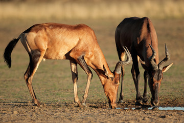 Red hartebeest drinking, Kalahari desert