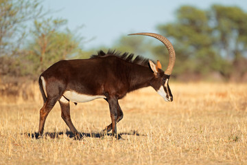 Sable antelope bull