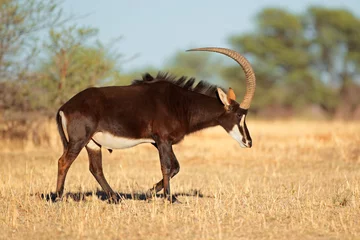 Plexiglas foto achterwand Sabelantilope stier © EcoView