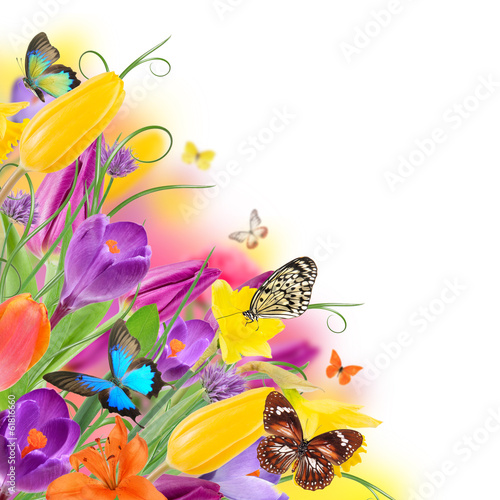природа желтые тюльпаны цветы бабочки насекомые животные nature yellow tulips flowers butterfly insects animals бесплатно