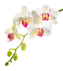Obraz na płótnie Canvas white with red phalaenopsis with is isolated on white backgrou