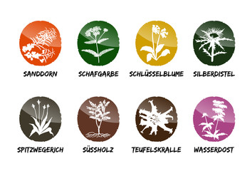 Heilkräuter Vektor Buttons 4 © sunnychicka
