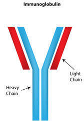 Immunoglobulin