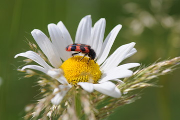 gemeiner bienenkäfer
