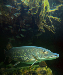 Underwater photo of a big Northern Pike (Esox Lucius).