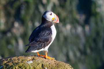 puffin