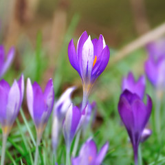 Parterre de Crocus fermés