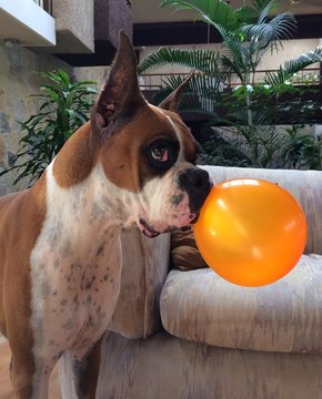 boxer dog playing with a ballon 
