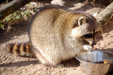Racoon eating