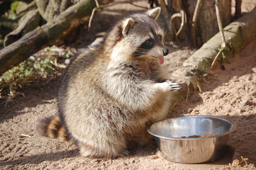 Racoon showing its tongue