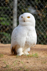 Snowy Owl