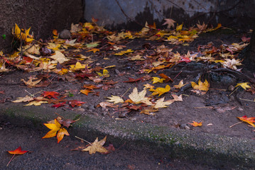 Obraz premium Foglie cadute