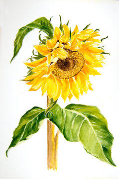Water color painting of a Sunflower