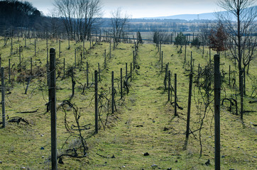 old vineyard