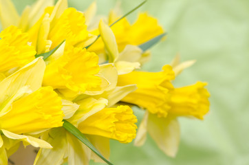daffodil