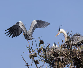 Blue heron nesting