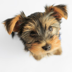 Yorkshire terrier - portrait of a cute puppy
