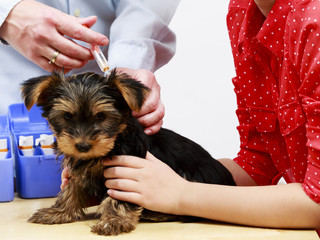 Veterinary treatment - vaccinating the Yorkshire puppy