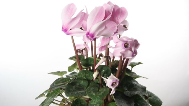 Pink cyclamen isolated timelapse on white background