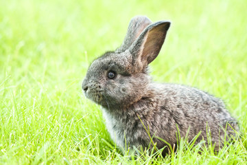 Rabit bunny in the grass