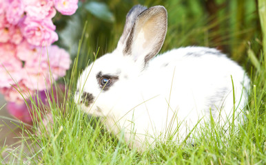 Rabit bunny in the grass