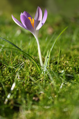 crocus in spring