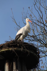 Ein Storch in seinem Nest