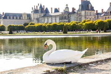 I cigni del giardino del castello di Fontainebleau - obrazy, fototapety, plakaty