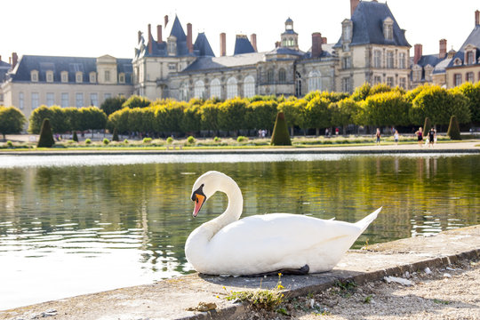 I cigni del giardino del castello di Fontainebleau