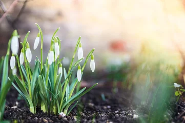 Photo sur Plexiglas Printemps premières fleurs du printemps, perce-neige dans le jardin, lumière du soleil