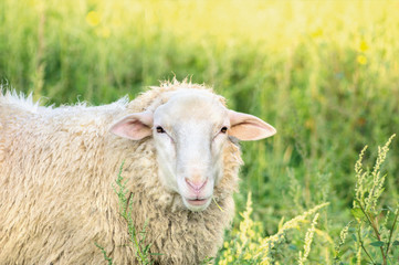 White sheep on grass in summer sunlight