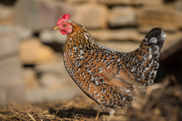 Chickens on traditional free range poultry farm