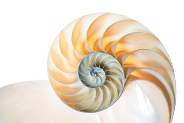Nautilus Pompilius vor weißem Hintergrund