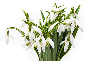snowdrop flowers on a white background