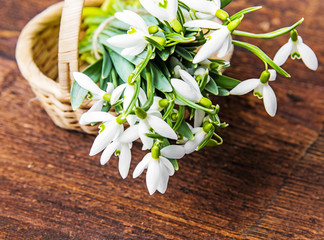 snowdrop flowers on a table