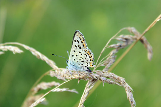 butterfly of Silver-studded Blue on the blade