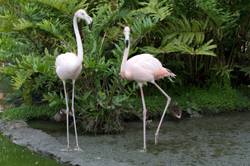 flamingos