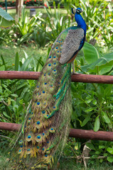 Obraz premium Peacock