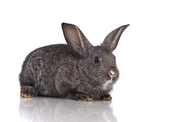 Cute rabbit