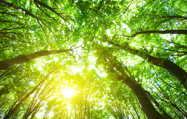 forest trees